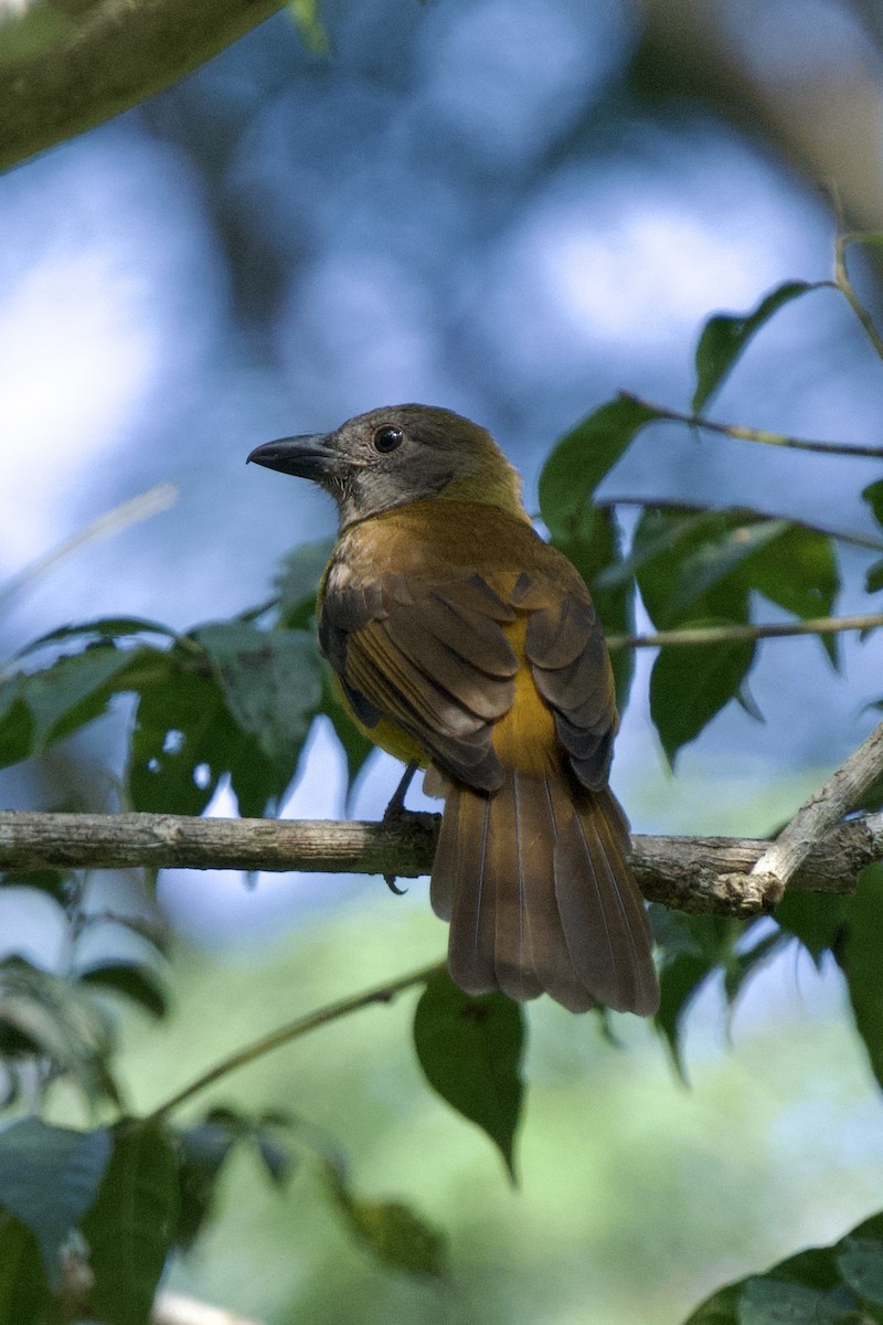 Black-throated Shrike-Tanager - ML611339318