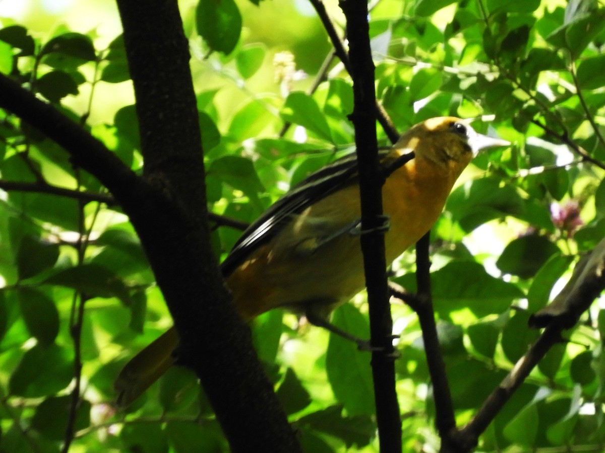 Baltimore Oriole - ML611339321