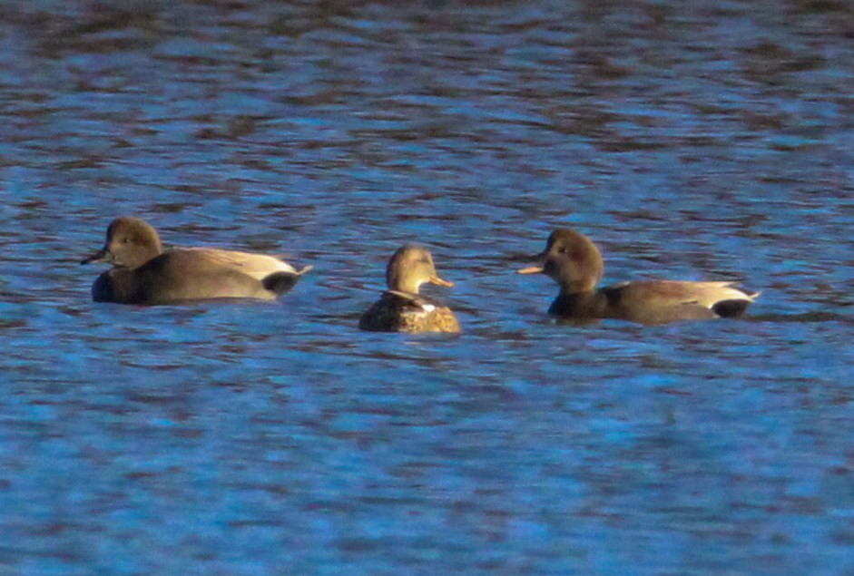 Gadwall - ML611339370