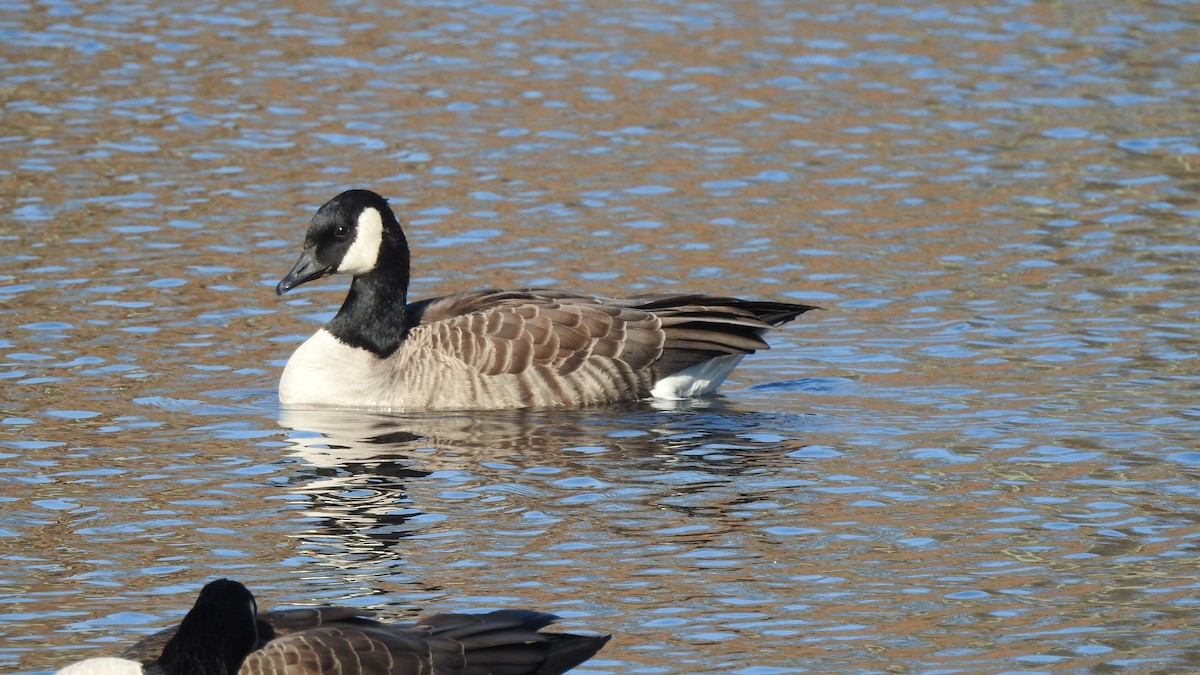 tanımsız kaz (Anser/Branta sp.) - ML611339375