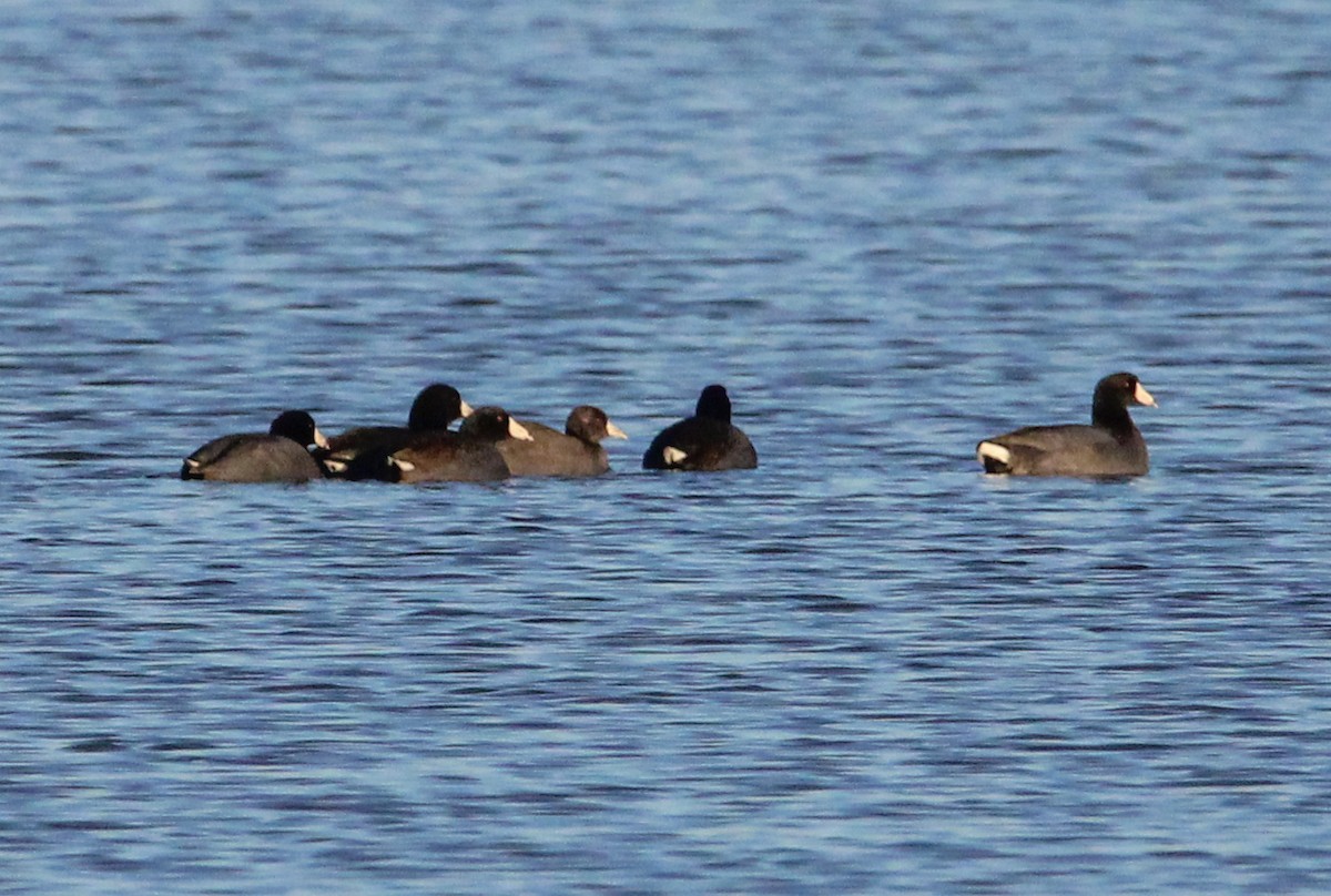 American Coot - ML611339386