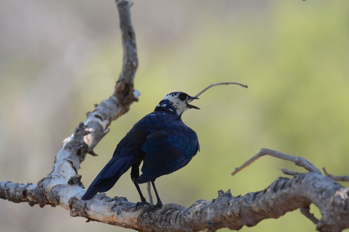 Burchell's Starling - ML611339387