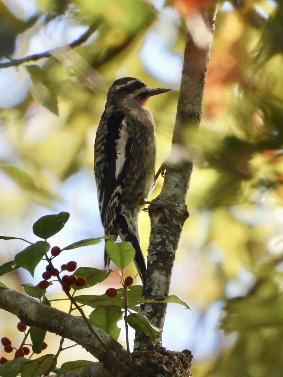 Yellow-bellied Sapsucker - ML611339410