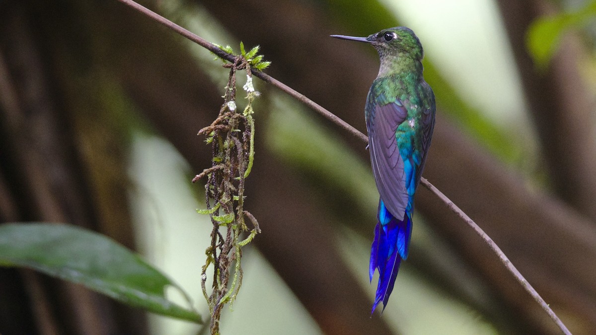 Violet-tailed Sylph - Mark Scheel