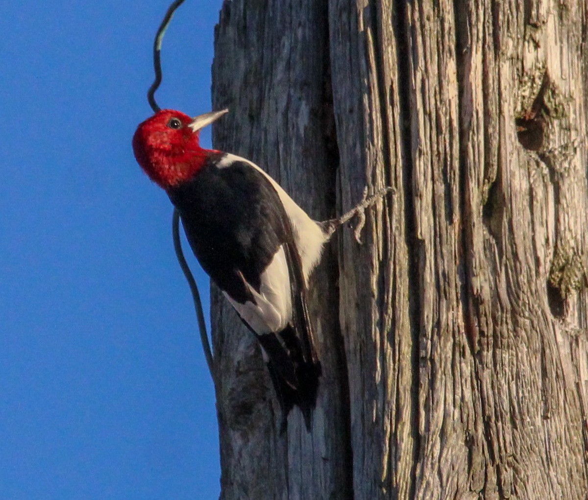 Red-headed Woodpecker - ML611339506