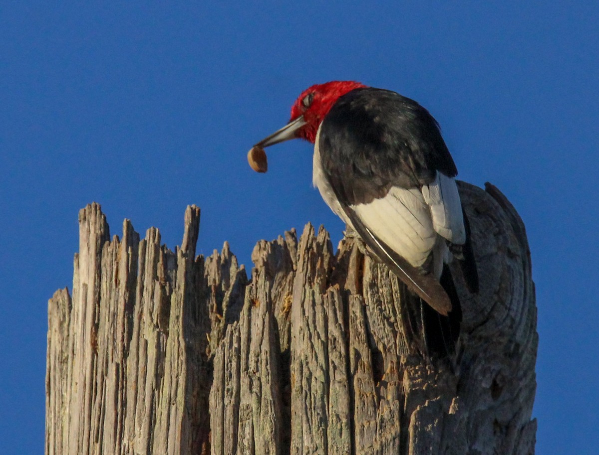 Red-headed Woodpecker - ML611339507