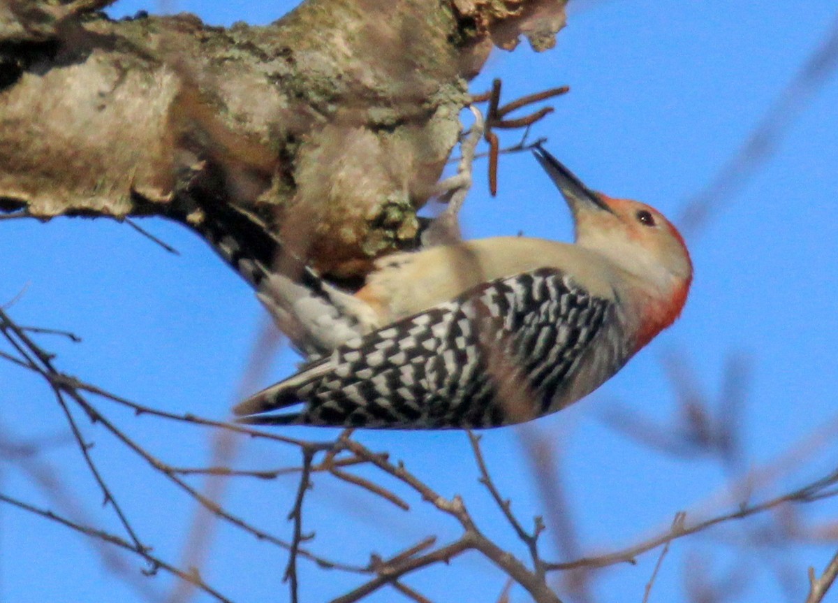 Red-bellied Woodpecker - Jeffrey McCrary