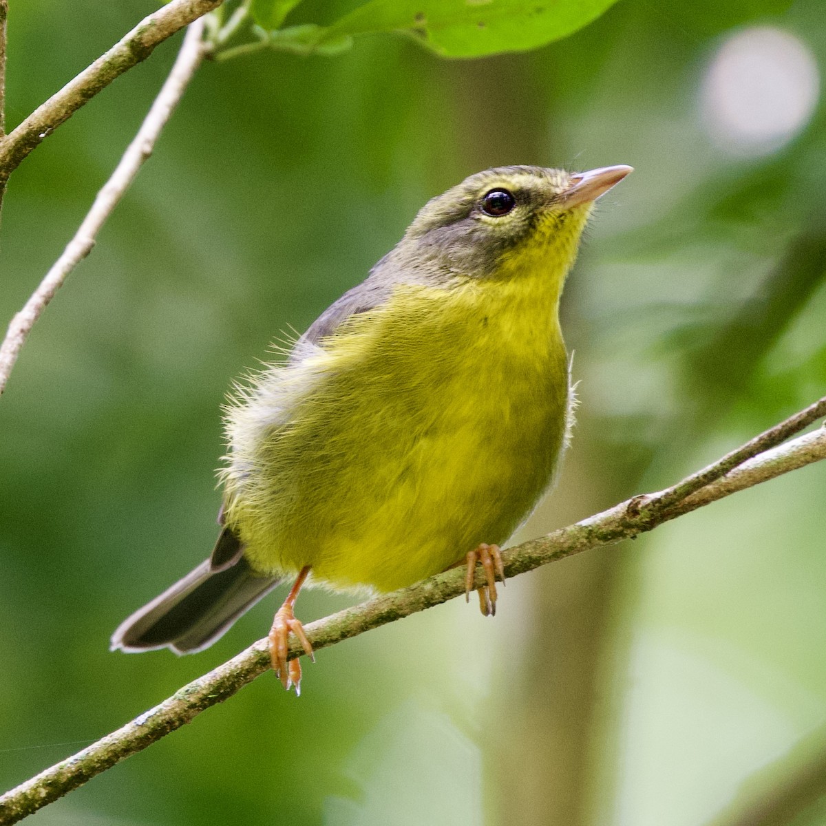 Golden-crowned Warbler - ML611339545