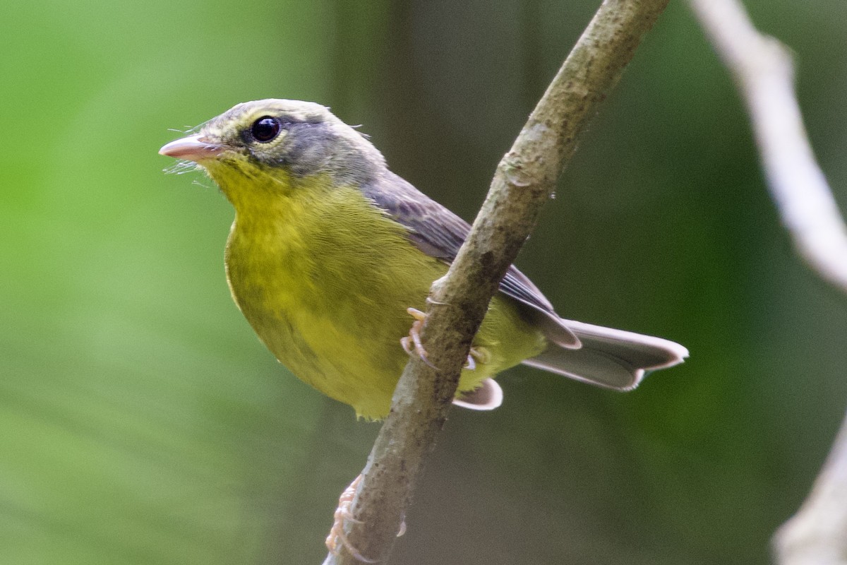 Golden-crowned Warbler - ML611339546