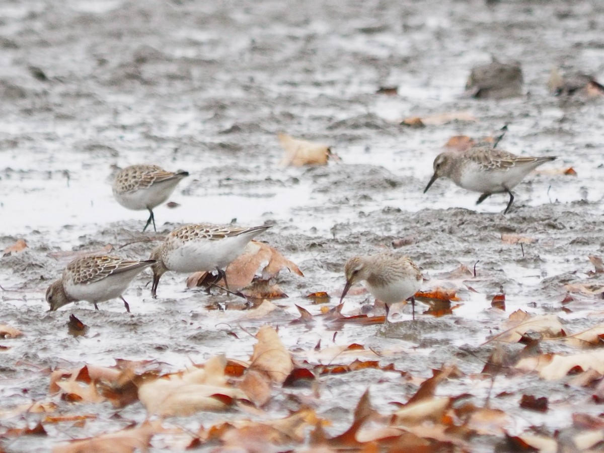 White-rumped Sandpiper - ML611339576