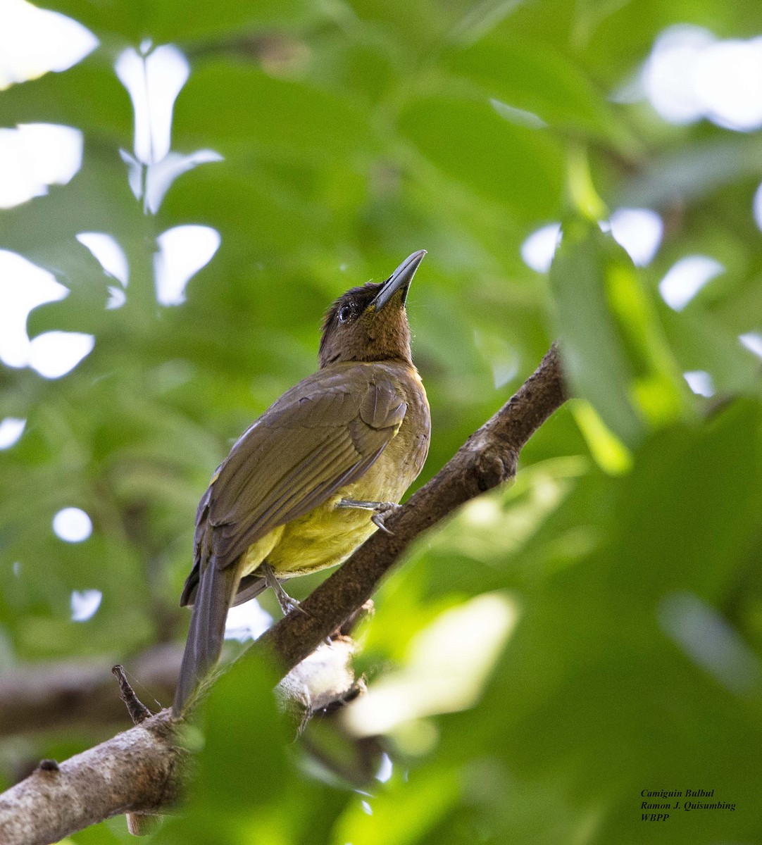 Camiguin Bulbul - ML611339603