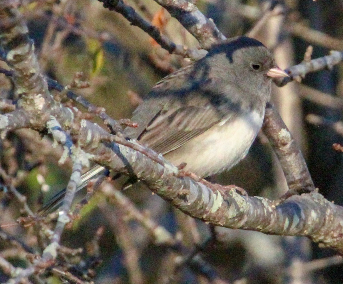 Dark-eyed Junco - Jeffrey McCrary