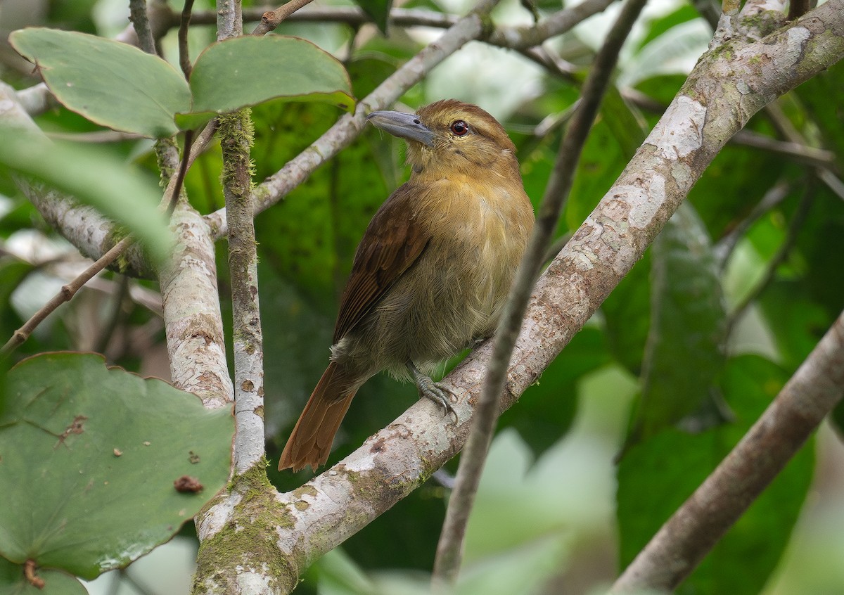 Russet Antshrike - ML611339682