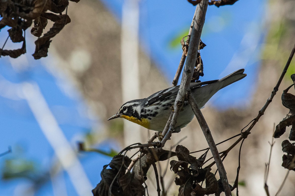 Yellow-throated Warbler - ML611339709