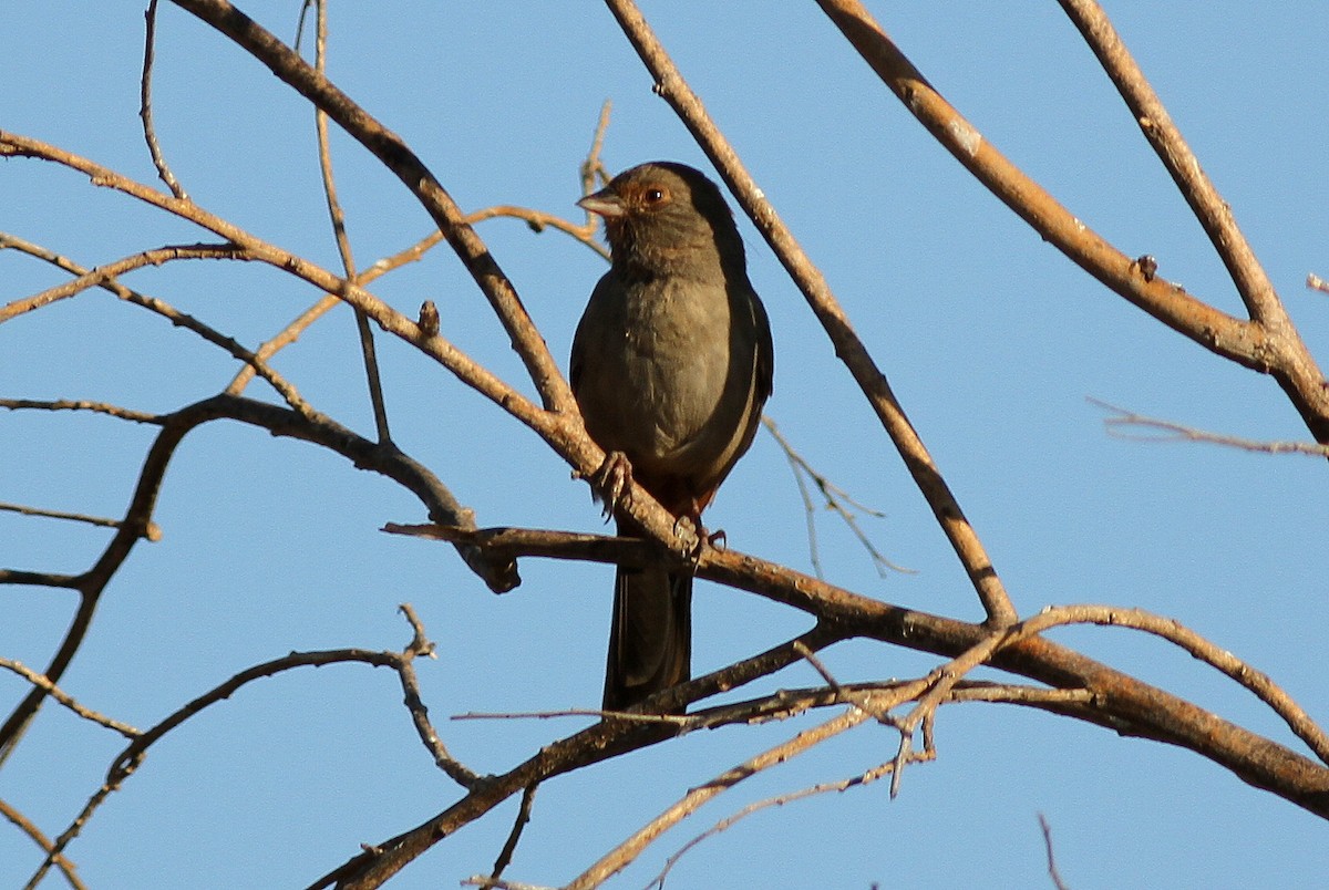 California Towhee - ML611339830