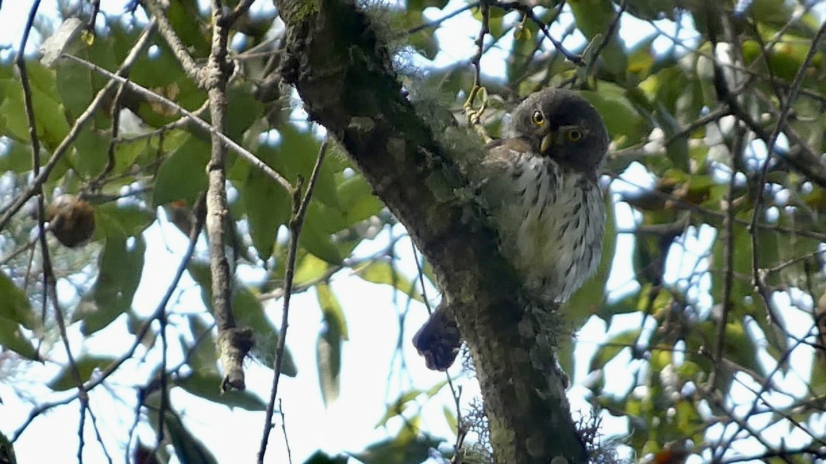 Northern Pygmy-Owl (Guatemalan) - ML611339895