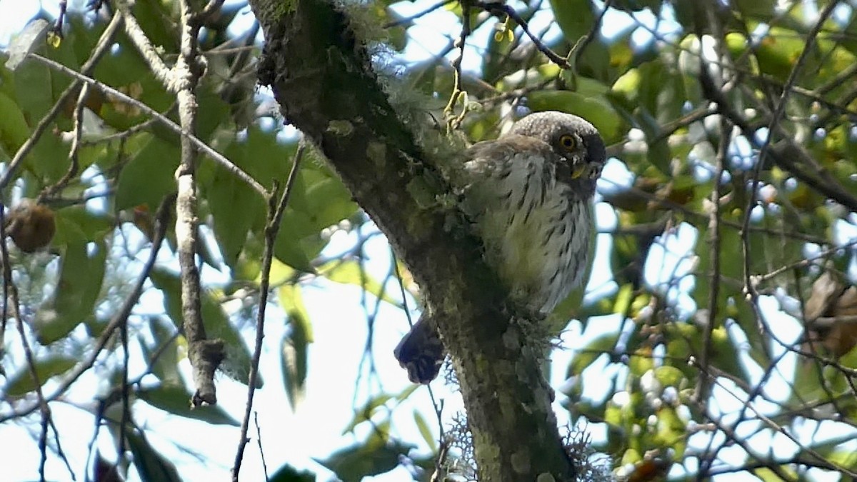 Northern Pygmy-Owl (Guatemalan) - ML611339896