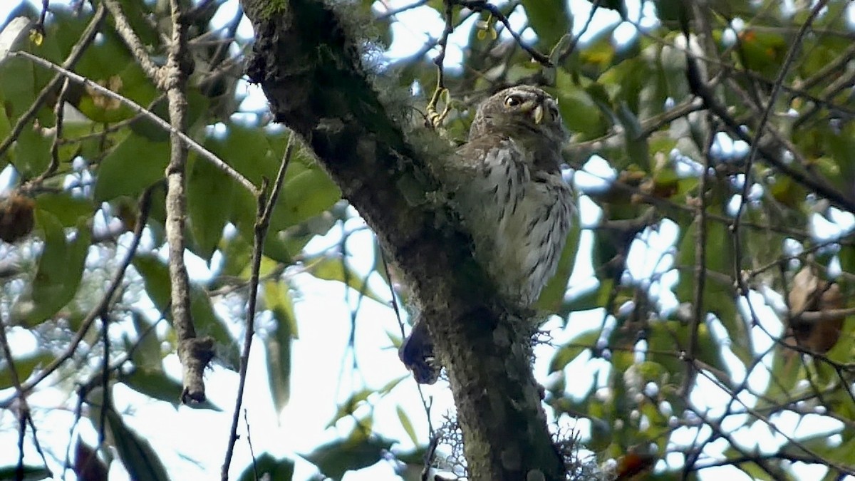 Northern Pygmy-Owl (Guatemalan) - ML611339897