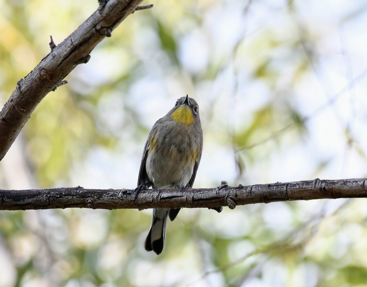 Yellow-rumped Warbler - Greg Hudson