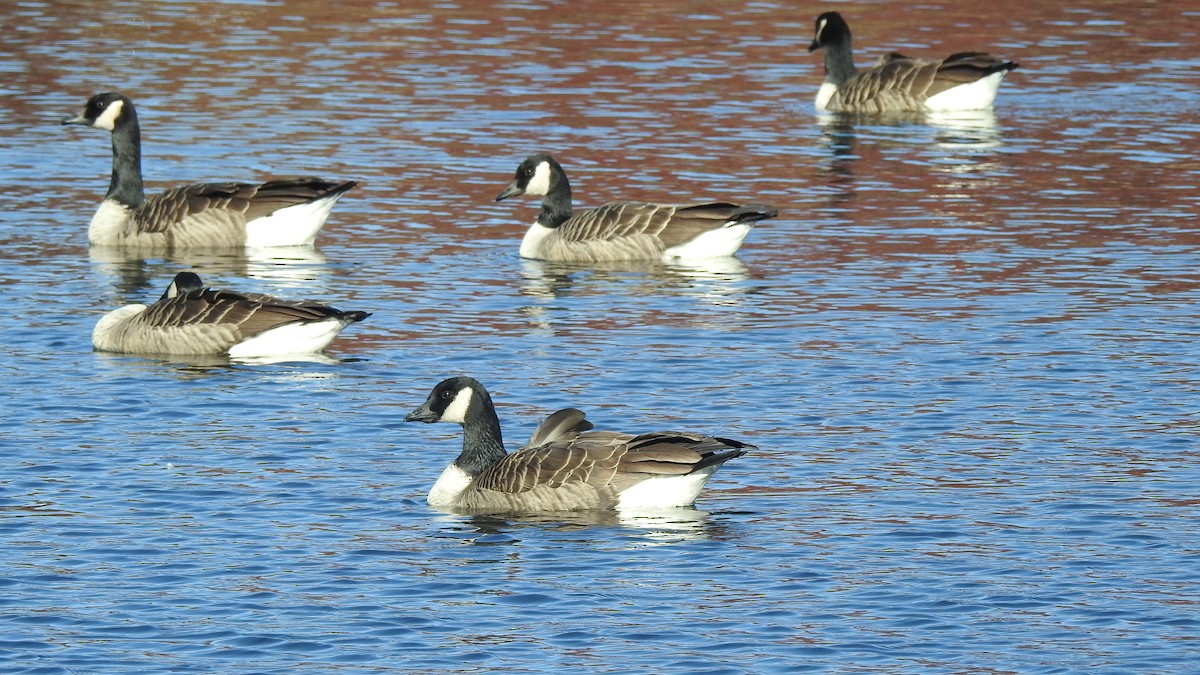 tanımsız kaz (Anser/Branta sp.) - ML611339965