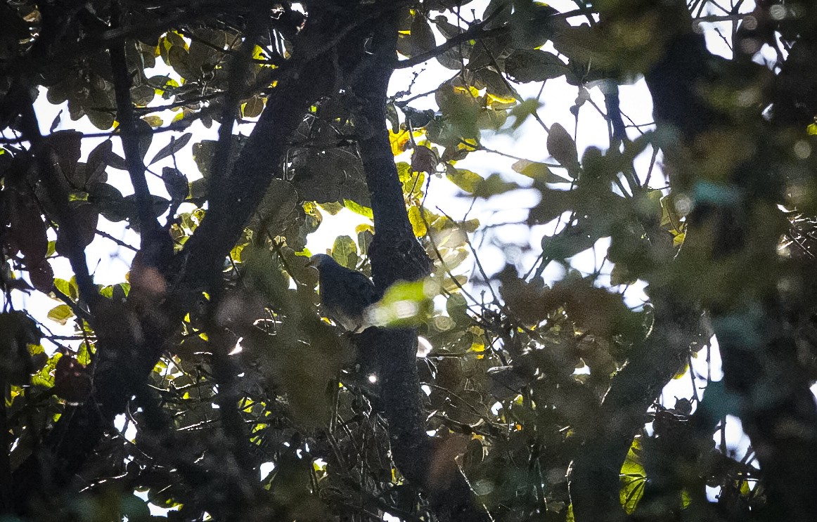 Maroon-chested Ground Dove - ML611340036