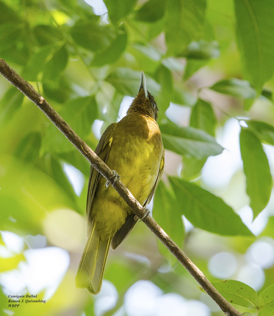 Camiguin Bulbul - ML611340040