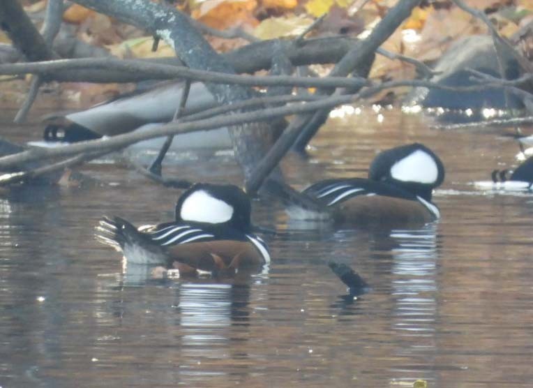 Hooded Merganser - ML611340100