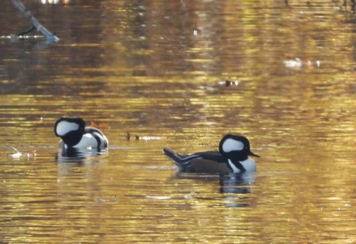 Hooded Merganser - ML611340101