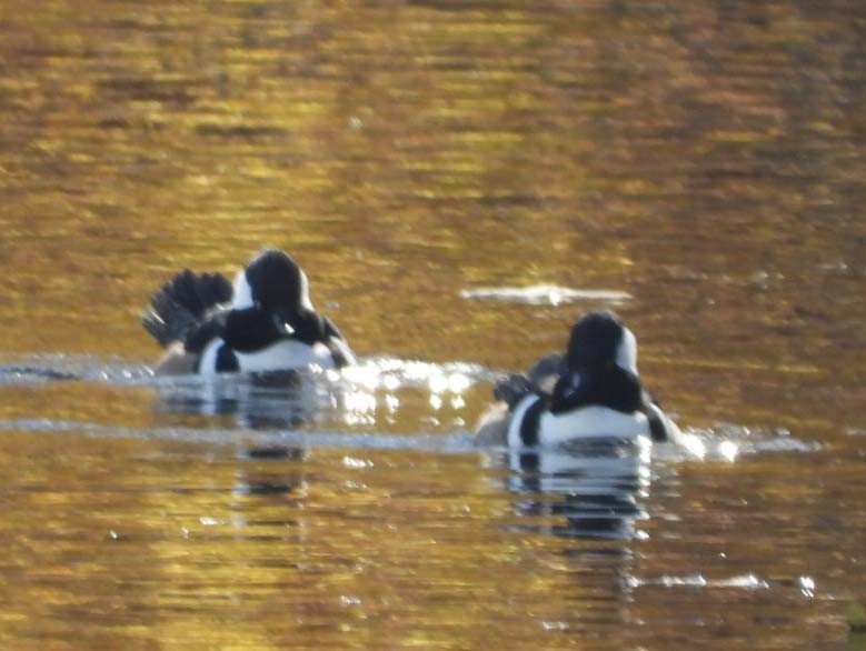 Hooded Merganser - ML611340102