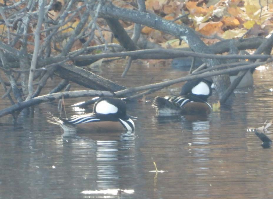 Hooded Merganser - ML611340103