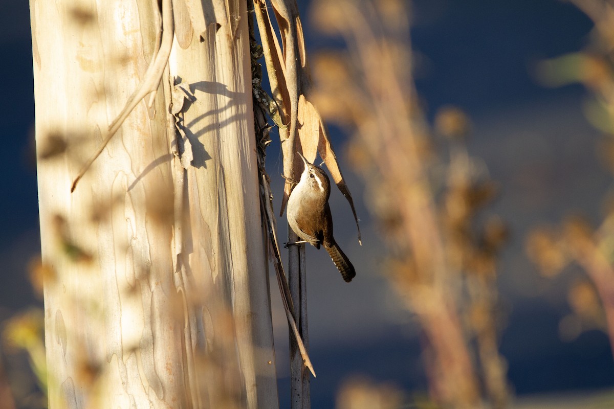 Bewick's Wren (spilurus Group) - Levi Rehberg