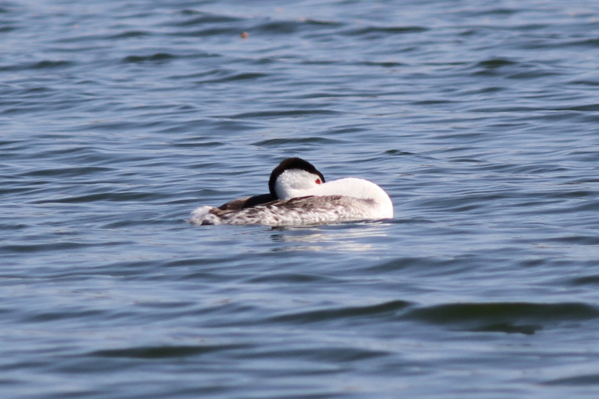 Clark's Grebe - ML611340246