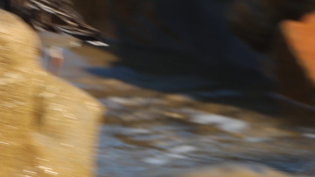 Black Turnstone - ML611340251