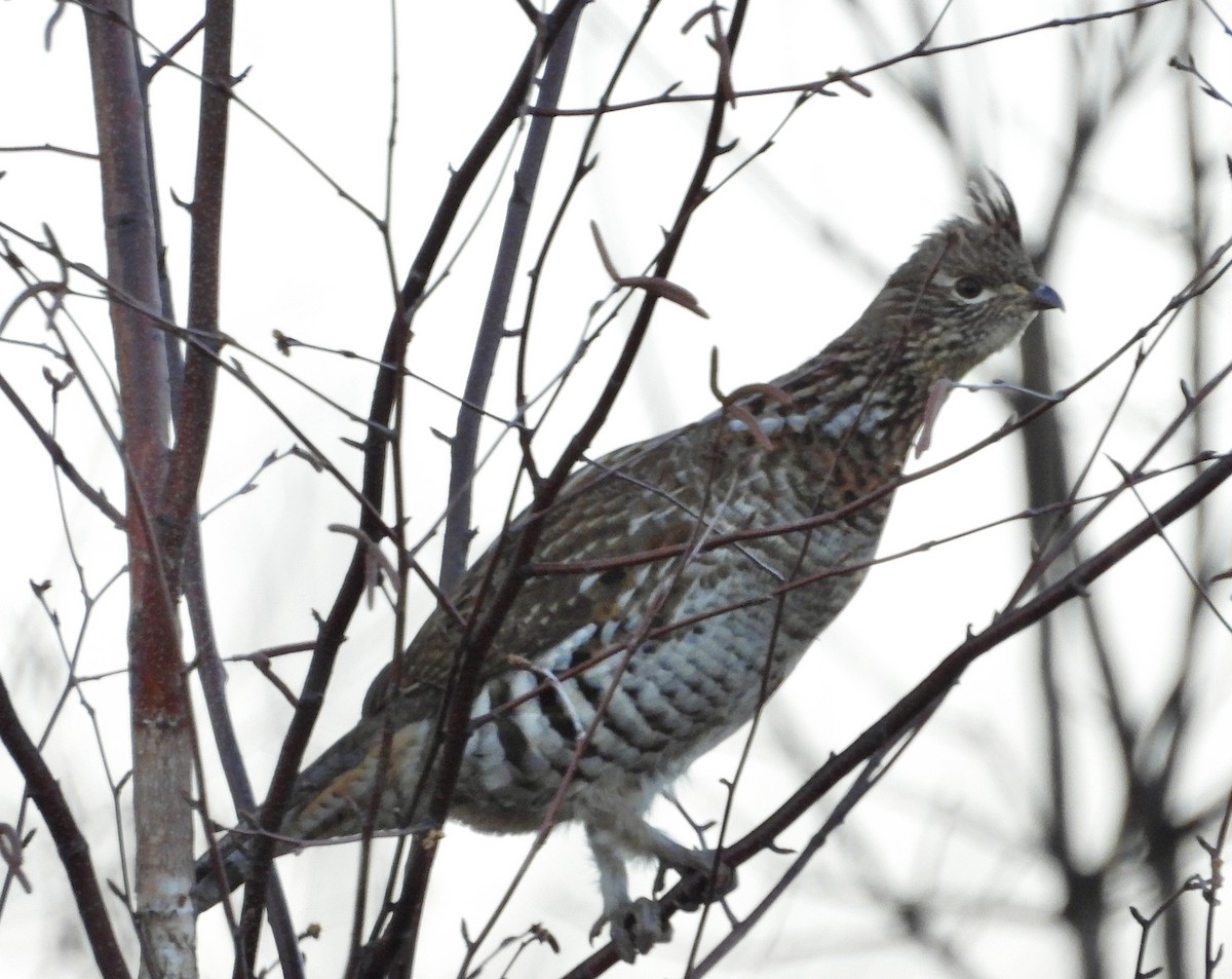 Ruffed Grouse - ML611340280