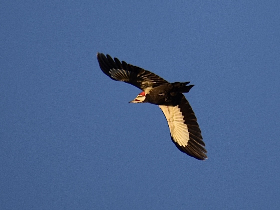 Pileated Woodpecker - ML611340341