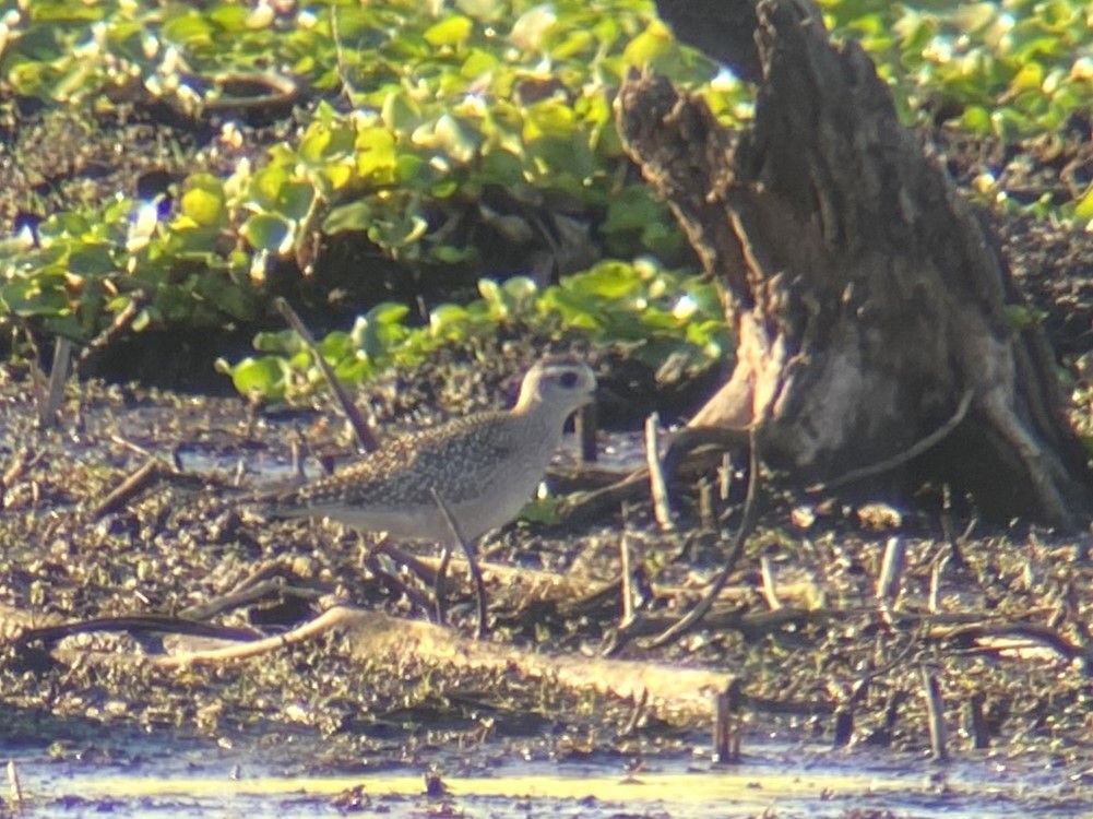 American Golden-Plover - Sam Ewing