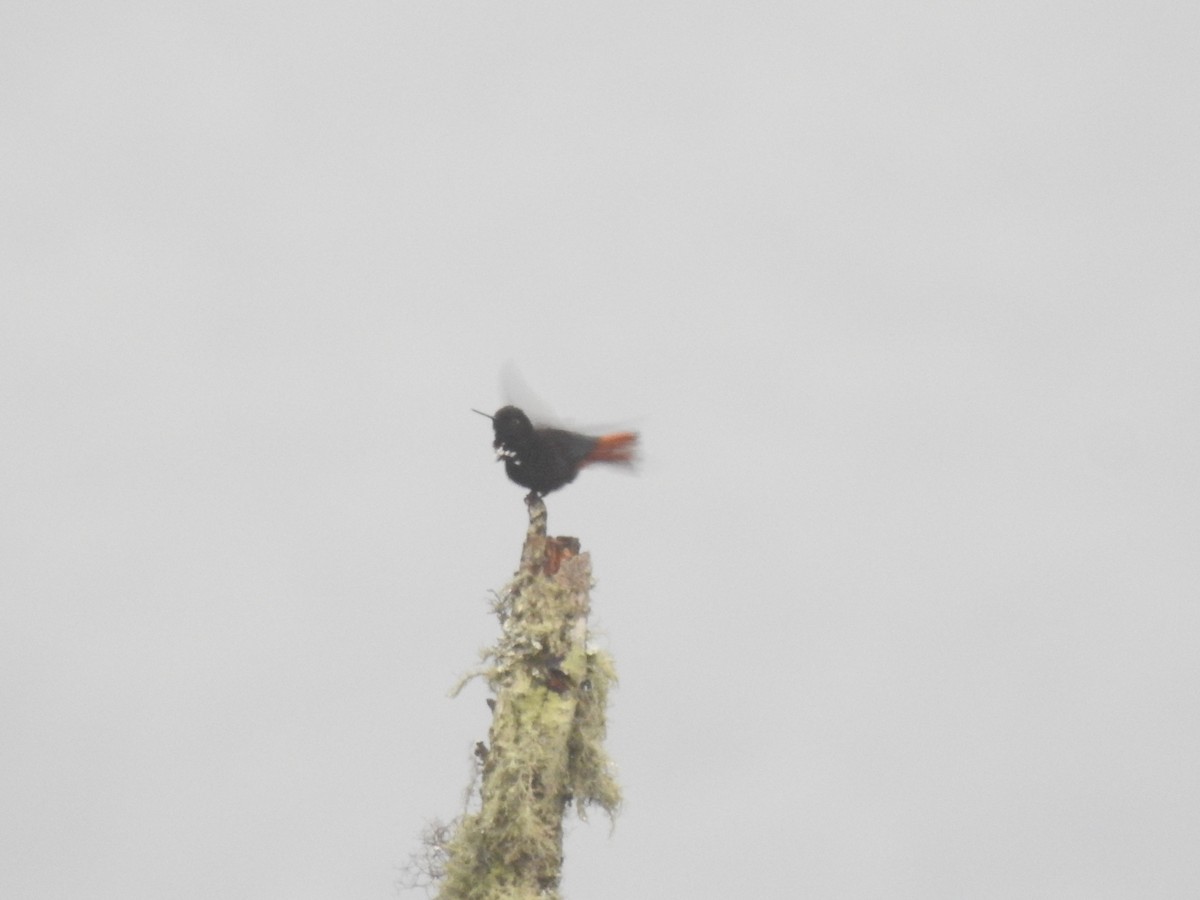 kolibřík černokápý - ML611340423