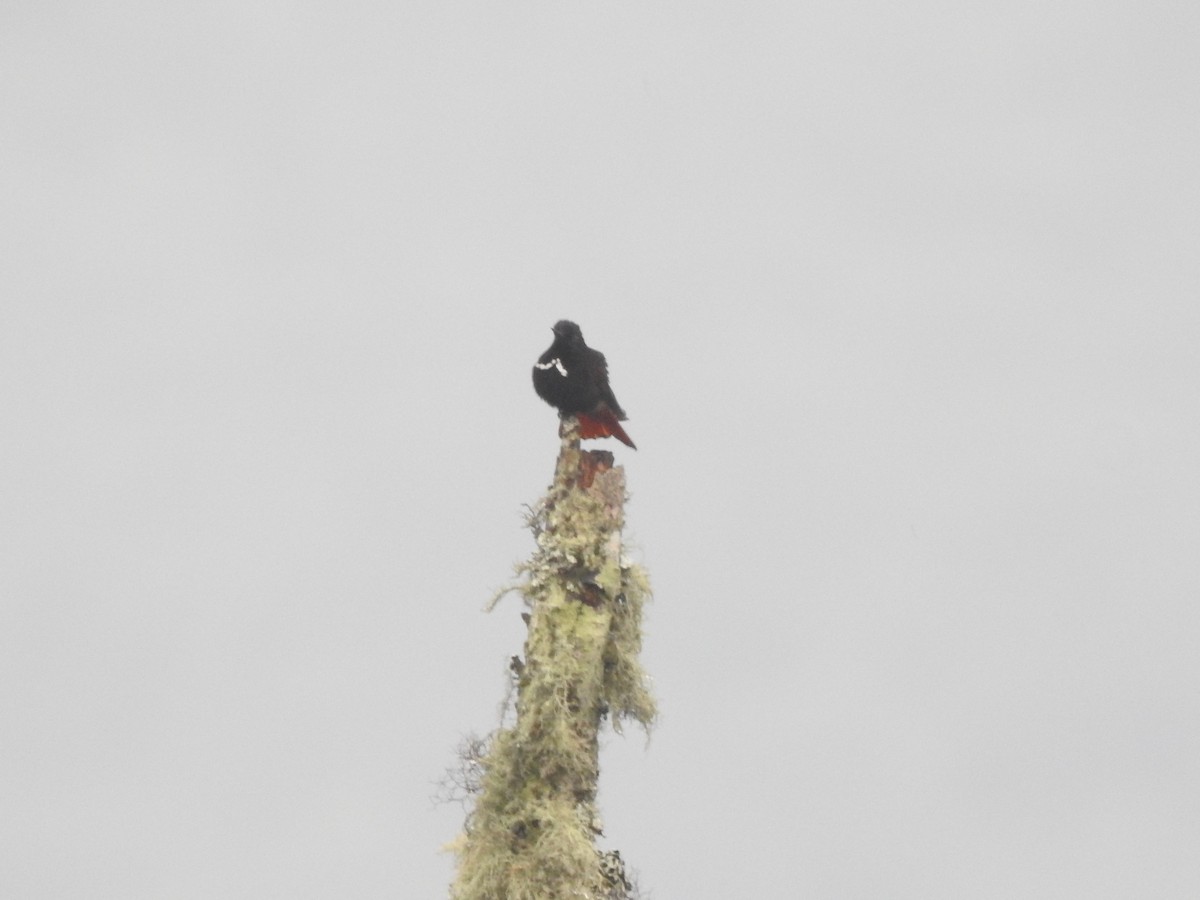kolibřík černokápý - ML611340424