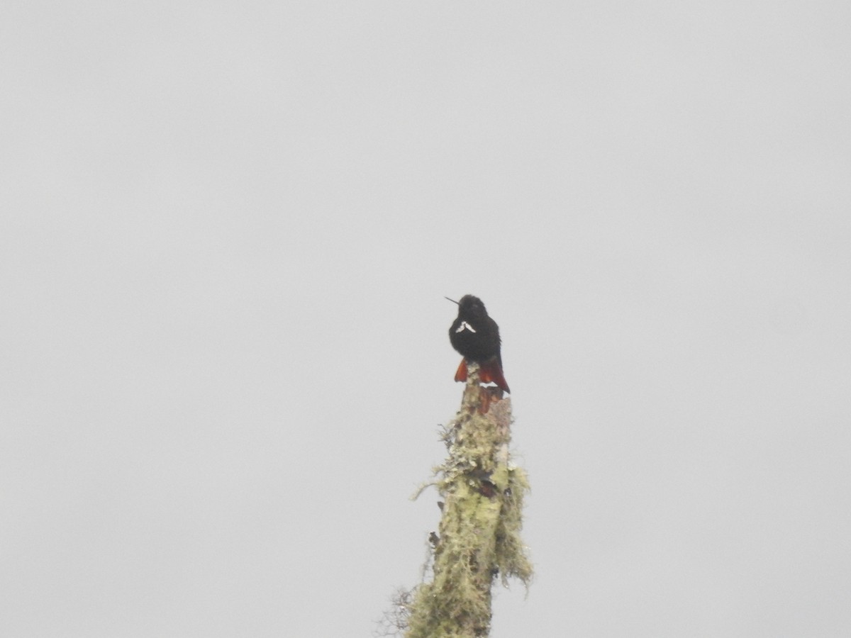 kolibřík černokápý - ML611340425