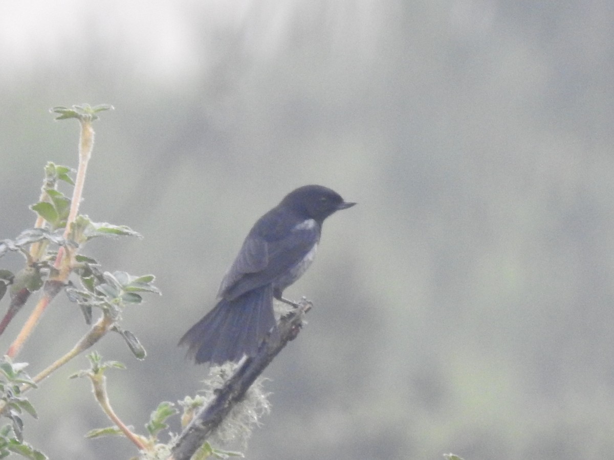 Gray-bellied Flowerpiercer - Juan Carlos🦉 Crespo