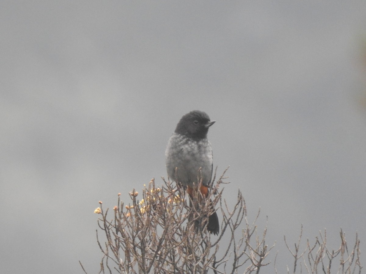 Gray-bellied Flowerpiercer - Juan Carlos🦉 Crespo