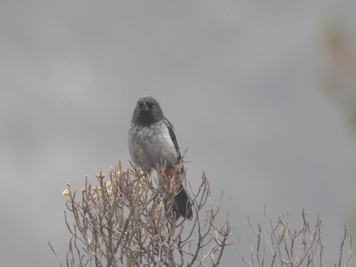 Gray-bellied Flowerpiercer - ML611340480