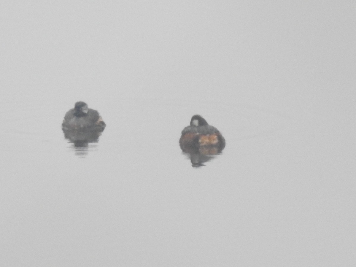 White-tufted Grebe - ML611340529