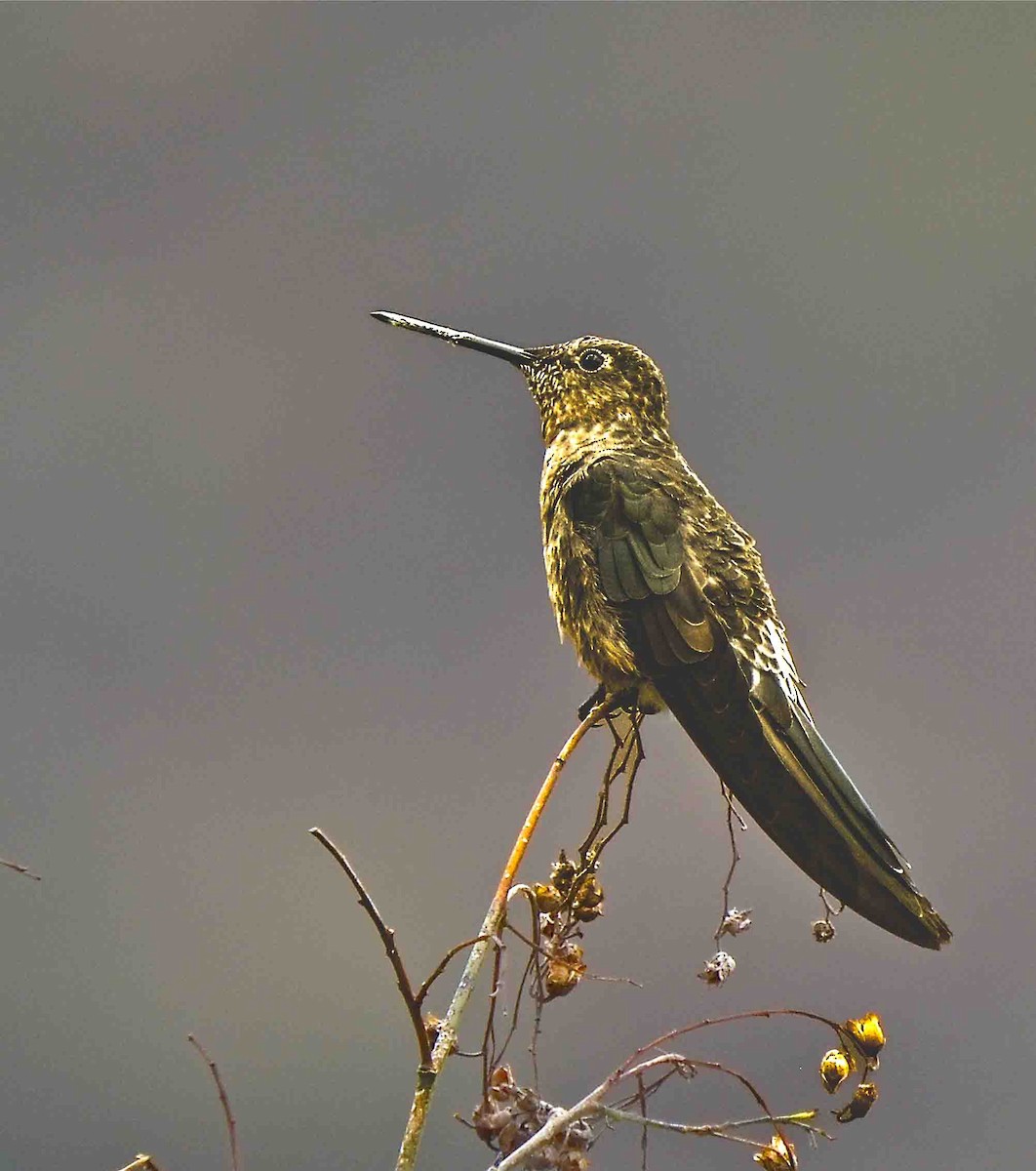 Giant Hummingbird - David Archer