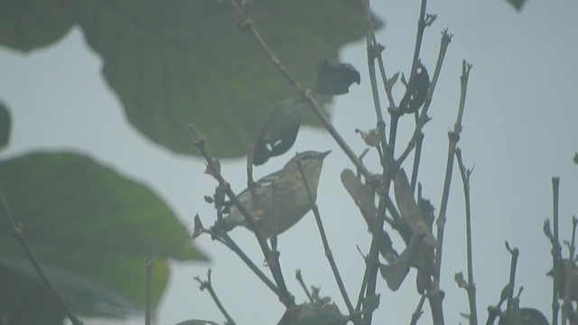 Blackpoll Warbler - ML611340630