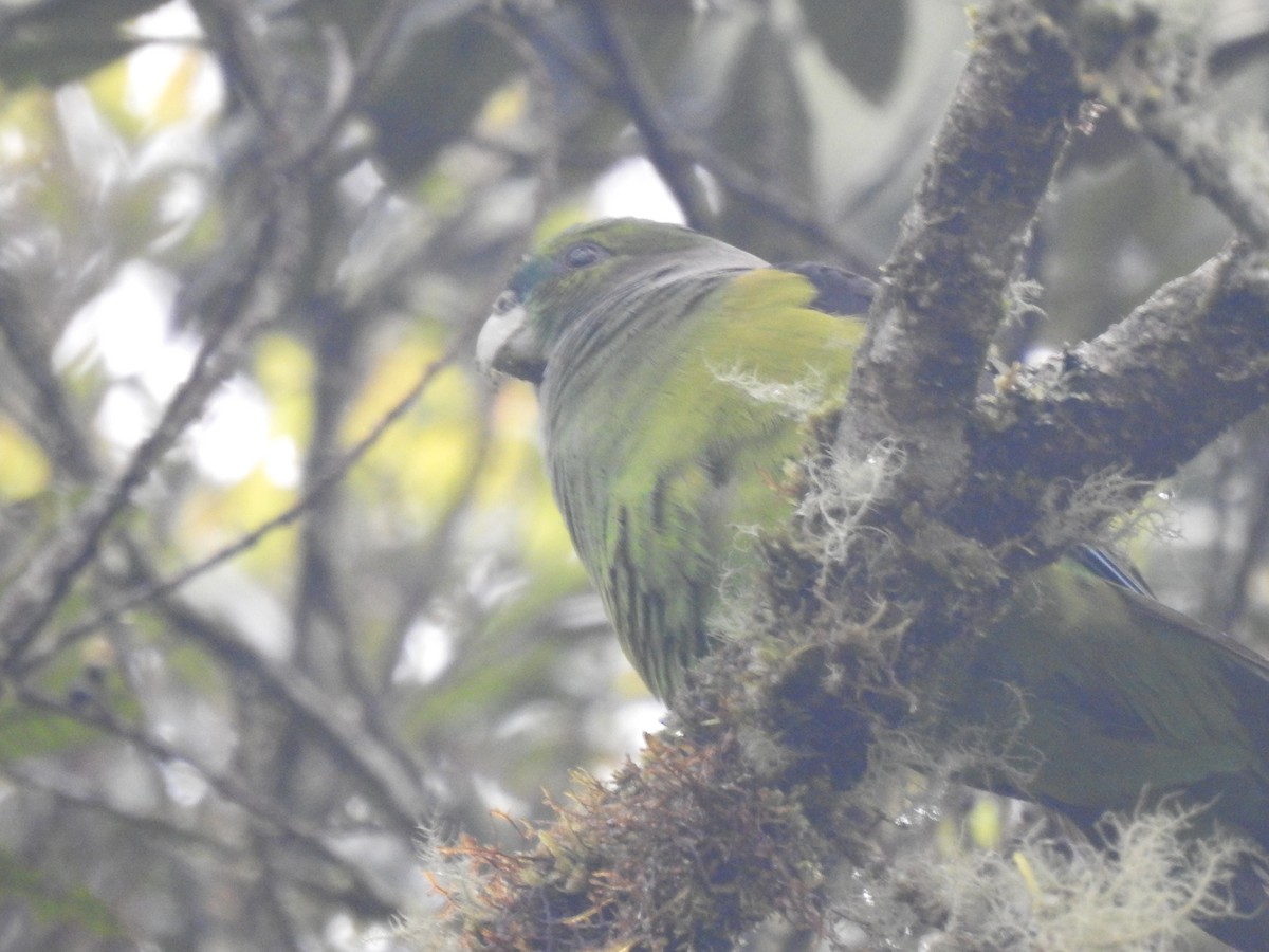 Black-winged Parrot - ML611340735