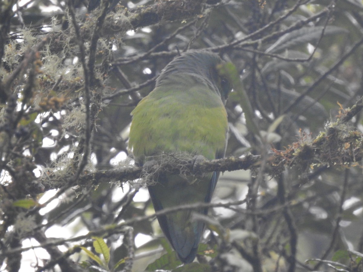 クロガタインコ - ML611340736