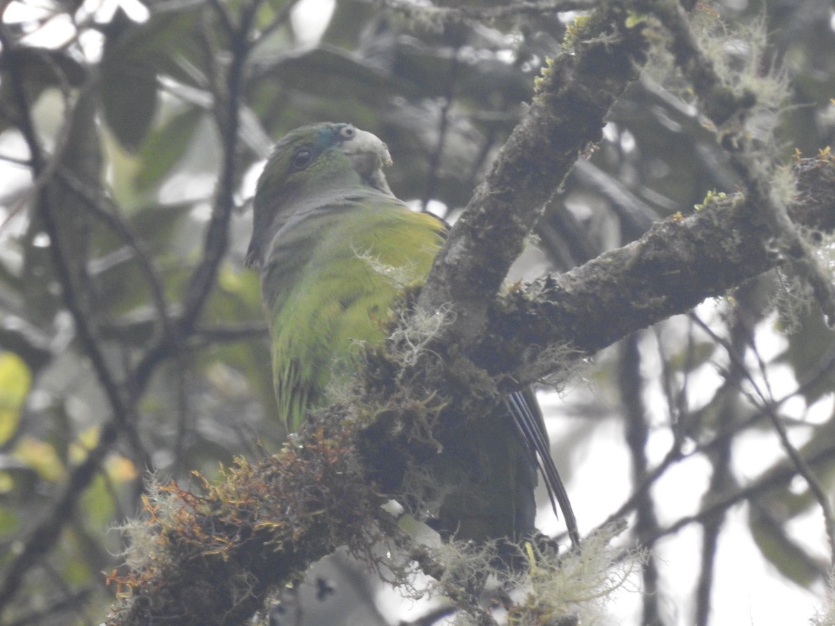 Black-winged Parrot - ML611340737