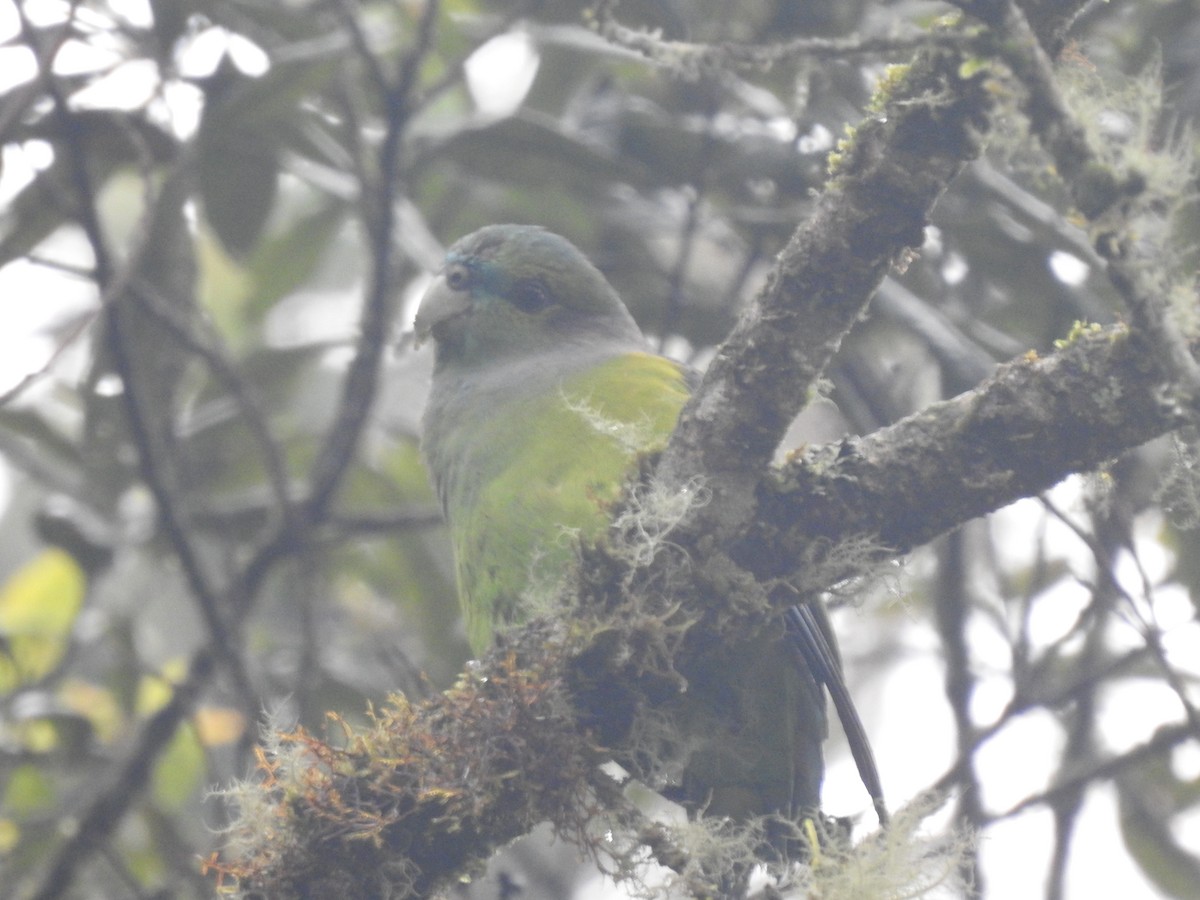 Black-winged Parrot - ML611340738