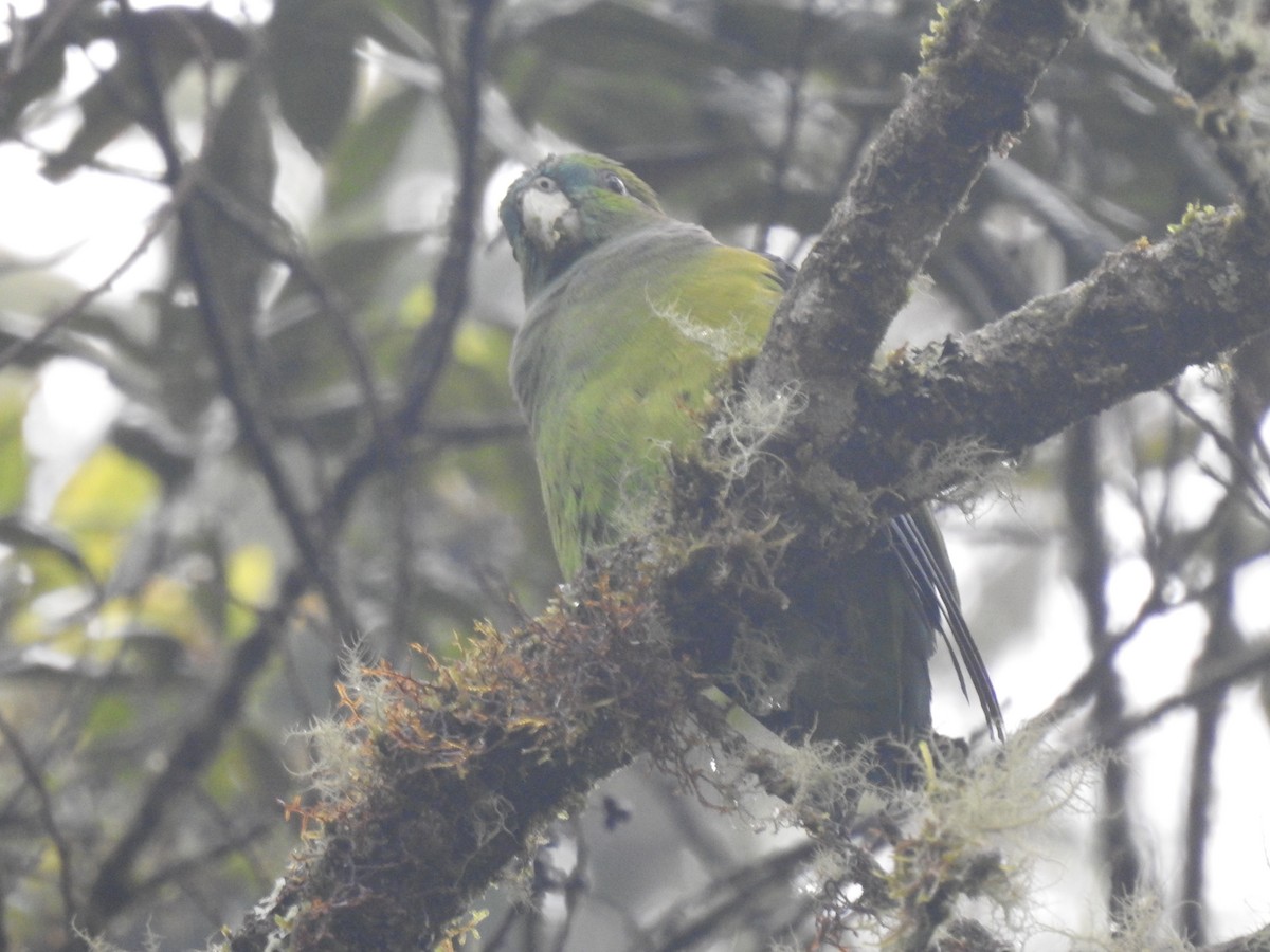 Black-winged Parrot - ML611340739